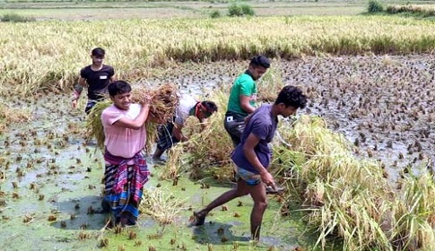 লক্ষ্মীপুরে অসুস্থ কৃষকের পাকা ধান কেটে দিলো ছাত্রলীগ