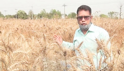 উত্তরাঞ্চলে গম চাষে কৃষকের আগ্রহ বাড়ছে