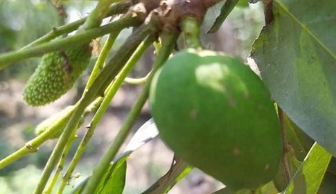 একই গাছে ধরেছে আম ও লিচু