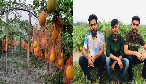কটিয়াদীতে হলুদ তরমুজ চাষে সাড়া ফেলেছেন তিন বন্ধু