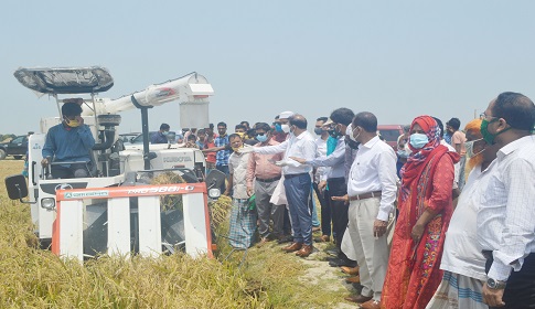 হাওরে দ্রুত বোরো কাটার নির্দেশ
