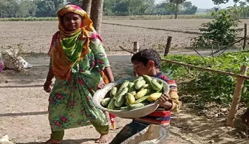শসার দাম ও ফলন বেশি পেয়ে খুশি ধামইরহাটের চাষিরা