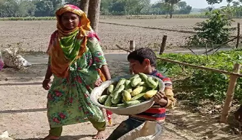 শসার দাম ও ফলন বেশি পেয়ে খুশি ধামইরহাটের চাষিরা