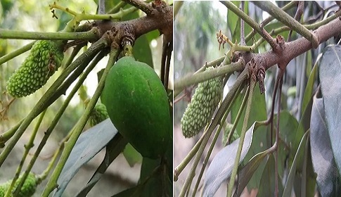 ঠাকুরগাঁওয়ের সেই আম নিয়ে ধুম্রজাল!