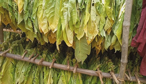 রাজবাড়ীতে বাড়ছে তামাক চাষ
