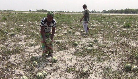 লালমনিরহাটের চরাঞ্চলে তরমুজ চাষে লাভবান কৃষক