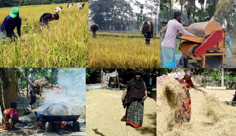 বোরো ধান ঘরে তুলতে ব্যস্ত সময় পাড় করছেন কৃষকরা