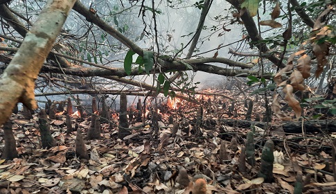 দুই দফা বৃষ্টিতে রক্ষা পেল সুন্দরবন, ৩০ ঘন্টা পর আগুন নিয়ন্ত্রণে