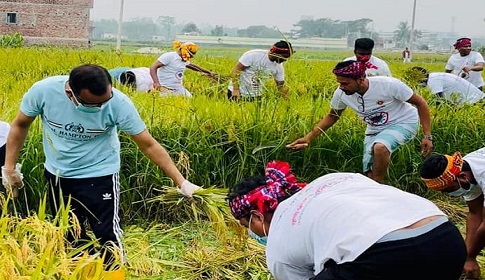 সাভারে কৃষকের ধান কেটে ঘরে তুলে দিলেন চেয়ারম্যান সমর