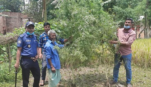 পলাশবাড়ীতে গাঁজার গাছসহ আটক ১