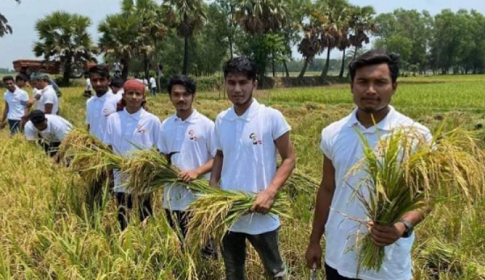 ফেনীর পরশুরামে কৃষকের ধান কেটে দিল ছাত্রলীগ