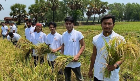 ফেনীর পরশুরামে কৃষকের ধান কেটে দিল ছাত্রলীগ