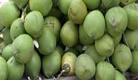 গলাচিপায় প্রচন্ড তাপদাহে গরম ডাবের বাজার