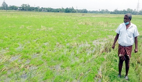 নওগাঁয় ১০০ বিঘা জমির পাকা বোরো ধান নষ্ট
