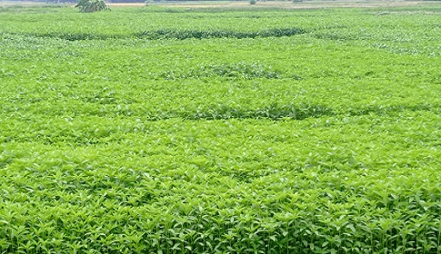 নওগাঁয় ৭৭ হাজার ৩৬৫ বেল পাট উৎপাদনের আশা