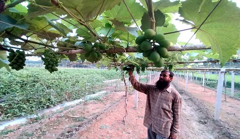 ঝিনাইদহে প্রথম মিষ্টি জাতের আঙ্গুর চাষে সফলতা