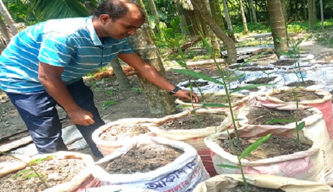 রাজারহাটে বস্তায় আদা চাষে জনপ্রিয়তা বাড়ছে 