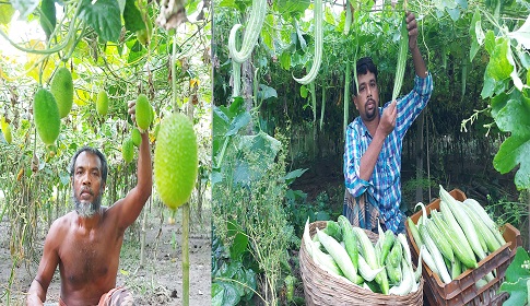 কটিয়াদীতে গ্রীষ্মকালীন সবজি চাষে লাভবান কৃষকরা