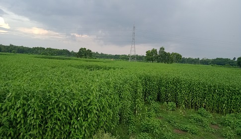 রাজবাড়ীতে পাটের বাম্পার ফলনের সম্ভাবনা