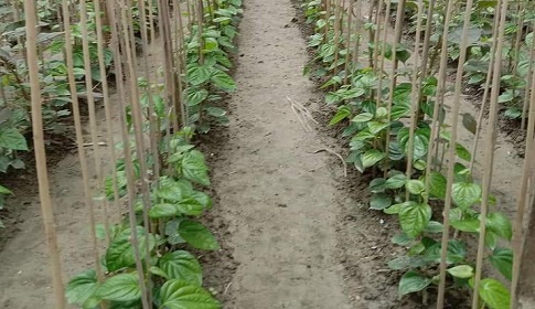 চাহিদা না থাকায় রাজবাড়ীতে কমছে পান চাষ