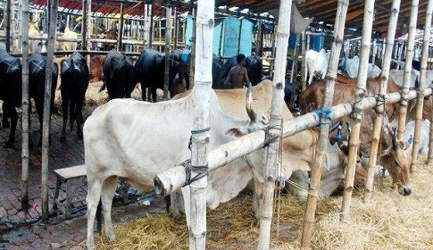 সিলেটে কোরবানিযোগ্য পশু প্রায় ২ লাখ