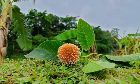 লাবণ্যর জন্য কদম ফুল