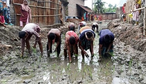 চুয়াডাঙ্গায় খুঁড়ে রাখা রাস্তায় ধানের চারা লাগিয়ে এলাকাবসীর প্রতিবাদ!