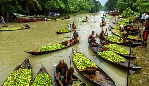 লকডাউনের প্রভাবে ঝালকাঠির পেয়ারা চাষিদের ক্ষতির আশঙ্কা