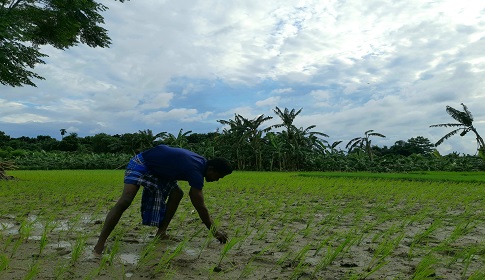 আমন রোপণে ব্যস্ত ঝিনাইদহের চাষিরা