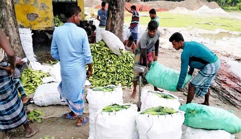 নড়াইলে ক্ষীরা-শশা চাষে অনেকের ভাগ্য বদল