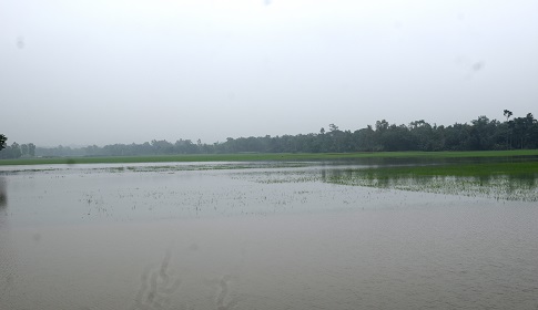 হালুয়াঘাটে পানি নিষ্কাশনের অভাবে তলিয়ে গেছে কৃষকের স্বপ্ন
