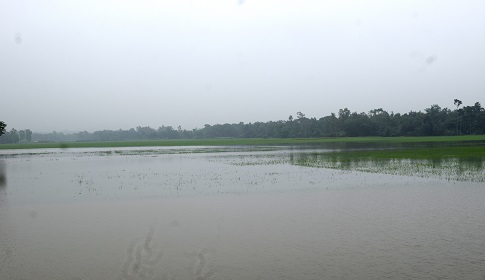 হালুয়াঘাটে পানি নিষ্কাশনের অভাবে তলিয়ে গেছে কৃষকের স্বপ্ন