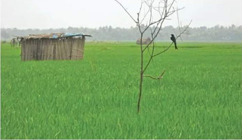 ধানের ক্ষতিকর পোকা নিয়ন্ত্রণে সালথা উপজেলা কৃষি অফিসারের পরামর্শ