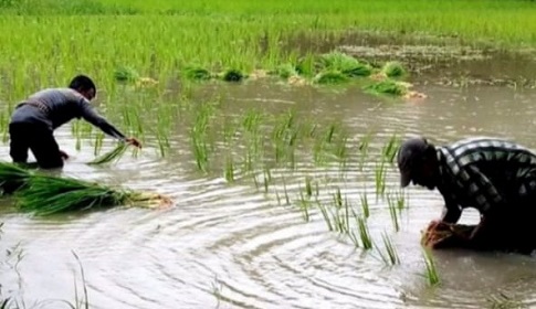 আমন রোপনে ব্যস্ত গলাচিপার চাষিরা