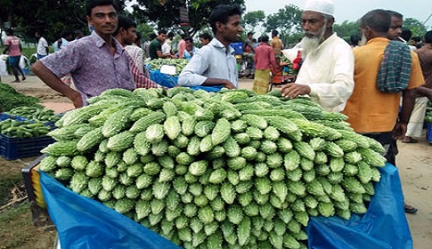 সাপাহারে করলা চাষে চলছে অনেকেই স্বাবলম্বী