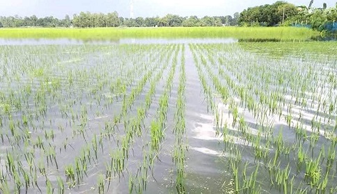 টাঙ্গাইলে বানের জলে ভেসে গেছে কৃষকের স্বপ্ন! 