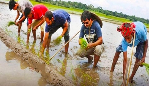 নড়াইলে ব্ল্যাক রাইস চাষ করছেন উদ্যোক্তা শাহীন