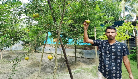 বাবুর শখের বাগান ফল ফুল ও ঔষধি গাছ