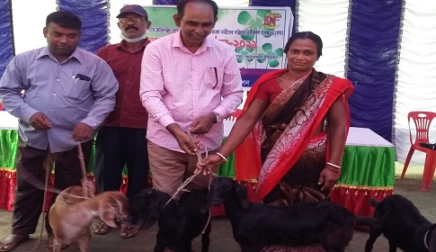 মাগুরায় ১৮টি পরিবারের মধ্যে ছাগল বিতরণ