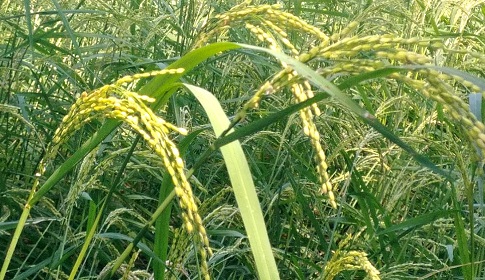 বরিশালে রোপা-আমন আবাদে রেকর্ড