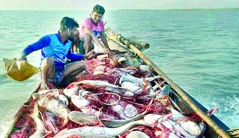 মেঘনায় জেলেদের জালে ধরা পড়ছে ঝাঁকে ঝাঁকে পাঙ্গাস