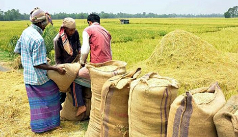 ২৭ টাকা কেজিতে ধান, ৪০ টাকায় চাল কিনবে সরকার