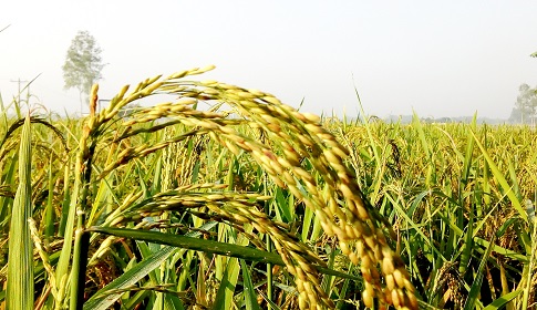 আমন ধানের ডগায় হেমন্তের শিশির বিন্দু