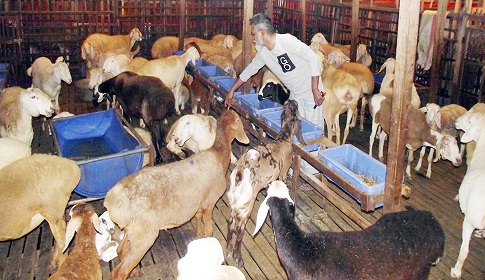 বরিশালে বাণিজ্যিকভাবে দুম্বা পালন