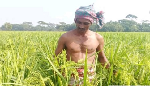 আমনকে ঘিরে গলাচিপায় কৃষকের চোখ ভরা স্বপ্ন