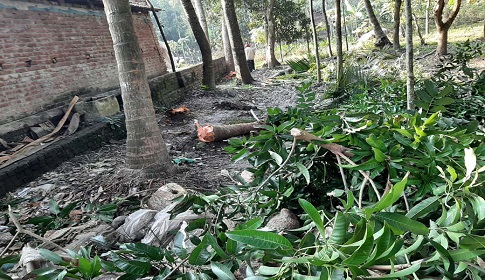 বিনা টাকায় রাস্তা দিতে রাজী না হওয়ায় অবরপ্রাপ্ত স্কুল শিক্ষকের নয়টি গাছ কেটে সাবাড়!