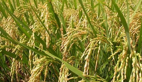 বোরো চাষে মাঠে নেমেছেন আগৈলঝাড়ার চাষিরা