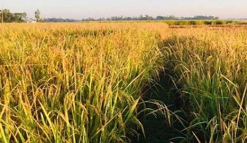 সিলেটের ঘরে ঘরে পাকা ধানের মৌ মৌ গন্ধ