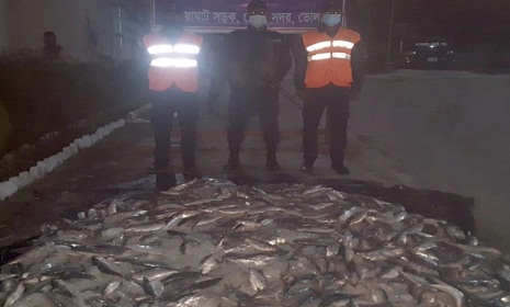 ভোলায় ১০ মণ জাটকা জব্দ