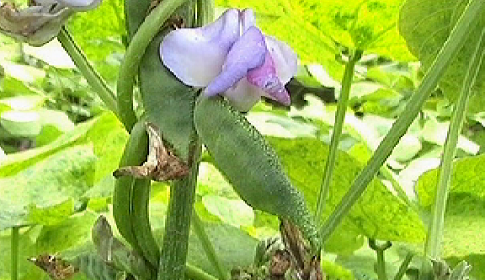 দিনাজপুরে সিম ক্ষেতে অজ্ঞাত রোগে দিশেহারা কৃষক